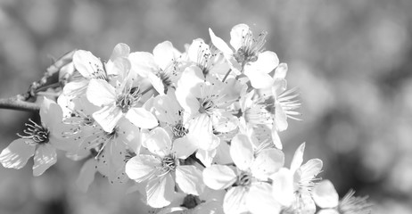Zarte Blüten in Schwarz und Weiß - Monochrom