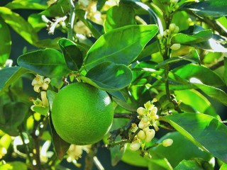 Close lemon tree branch with small delicate flowers