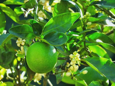 Close lemon tree branch with small delicate flowers