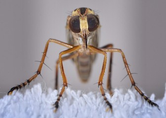 Mosca ladrona frontal inseco asilidade asilido robber fly