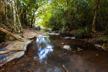 Naklejka na ściany i meble Calm waters of Morans Creek in Lamington National Park, QLD, Australia