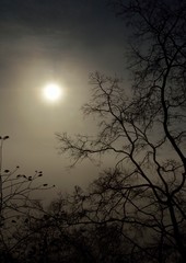 amanecer brumoso con arboles en silueta a contraluz