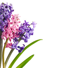 Obraz premium Hyacinths. Spring flowers isolared on white background