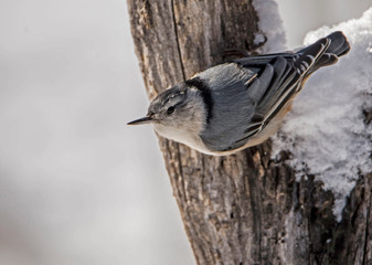 Nuthatch hanging upside down feeding on Sunflower Seed.