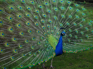 Male peacock with its tail feathers in display seen from the side