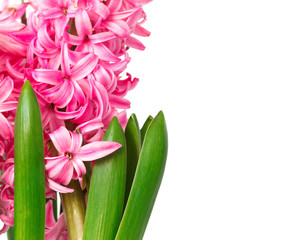 Pink Hyacinths. Spring flowers isolared on white background