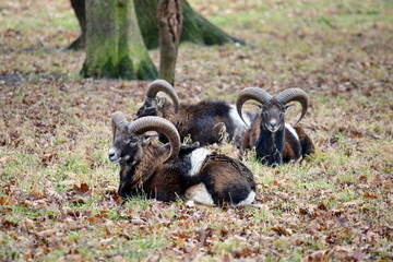 Mouflon Herd Ovis Aries Musimon in Late Winter Forest Stock Photo
