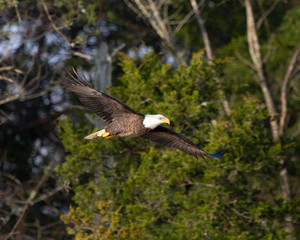 Bald eagle in flight
