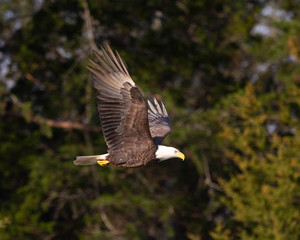 Bald Eagle