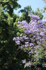 Purple flowers on tree