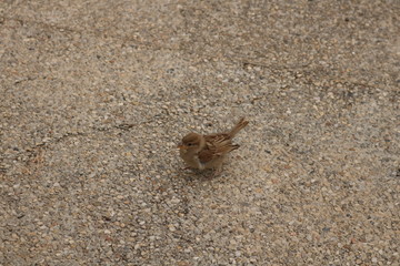 Small bird