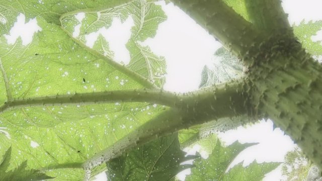 Giant plants flowering, chilean plants with huge leaves. 4k