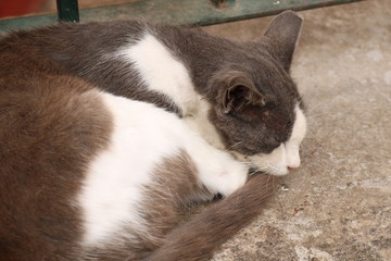 Sleeping cat