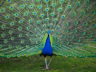 Obraz premium Male peacock seen from the front with its tail feathers in full display