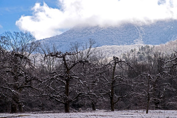 A light snow covers the apple tree skeletons of an apple orchard.