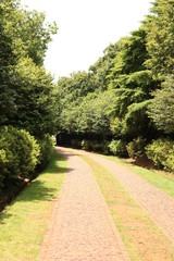 Fototapeta na wymiar Path with trees