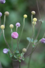 Blütenknospen der Herbst-Anemone (Anemone hupehensis)