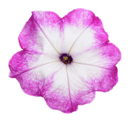 purple and white petunia