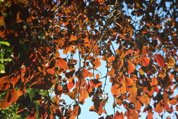 Autumn/Fall leaves
