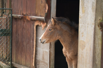Horse peeking from stable