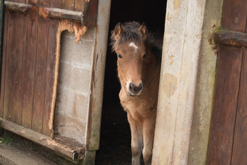 Horse peeking from stable