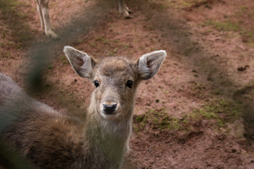 Deer