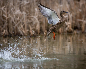 Duck take off