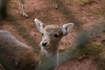 Deer