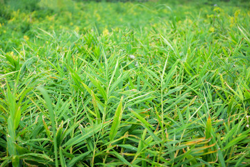 Fresh ginger plant farm crop on agricultural asia on hill