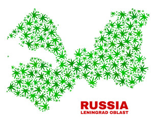 Vector cannabis Leningrad Region map mosaic. Concept with green weed leaves for weed legalize campaign. Vector Leningrad Region map is created with weed leaves.