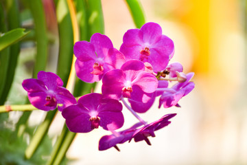 Obraz premium Tropical plant beautiful orchid pink and purple flower in the spring summer garden