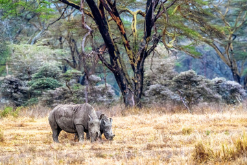 Naklejka premium Baby and Parent White Rhino in Lake Nakuru