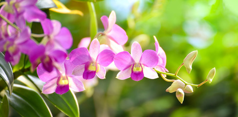 Fototapeta na wymiar Tropical plant beautiful orchid pink and purple flower in the spring summer garden