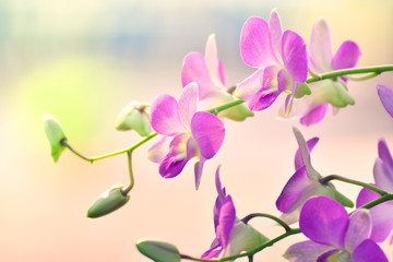Fototapeta na wymiar Tropical plant beautiful orchid pink and purple flower in the spring summer garden