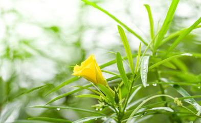 Yellow oleander flower on green garden / Thevetia peruviana