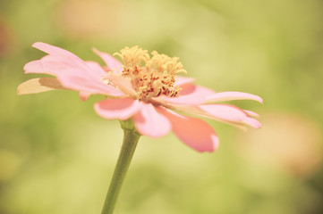 Close up of flower pink zinnia blossoming on nature background vintage flower color