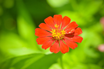 Close up of red zinnia flower blossoming on nature green background