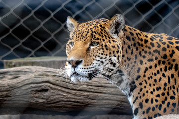 Leopard at the Zoo