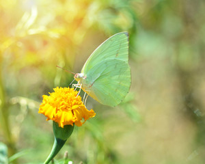 Green butterfly feeding on yellow flower marigold in the garden nature background