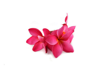 Obraz na płótnie Canvas Frangipani pink flower or red Plumeria isolated on white background