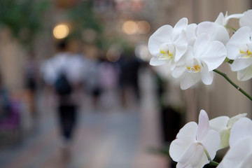 white beautiful orchids decorate the interior of the store or business center where people go