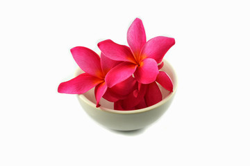 Frangipani pink flower or red Plumeria isolated on white background