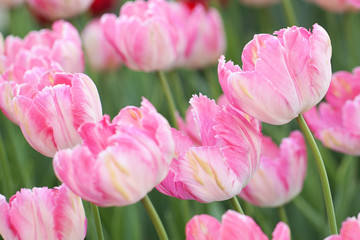 delicate pink motley tulips blooming in the summer garden