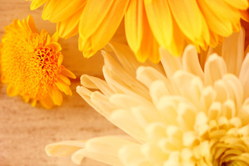 Gerbera flowers on wooden white background yellow tone vintage