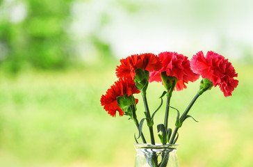 Red and pink carnation flower blooming in glass jar and nature green background