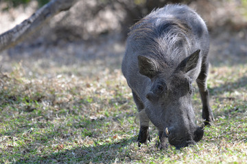 Warzenschwein, Warthog
