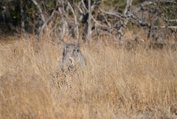 Warzenschwein, Warthog