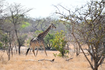 Giraffe
