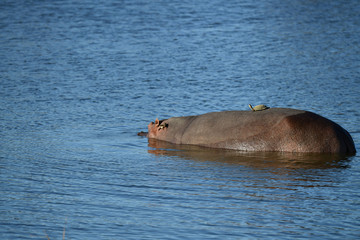 Hippo mit Schildkröte