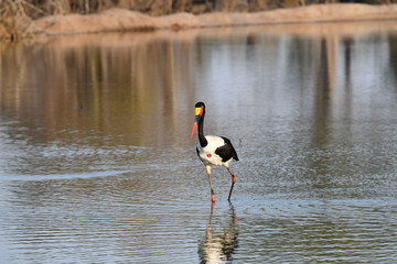 Sattelstorch